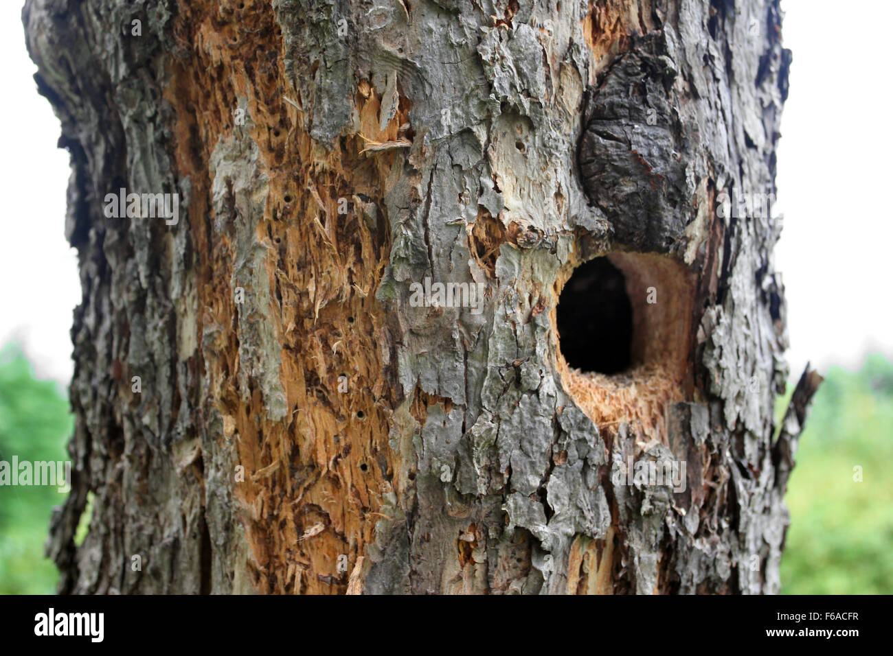 Specht Verschachtelung Kammer, die in einem Toten Apfelbaum gebohrt Stockfoto