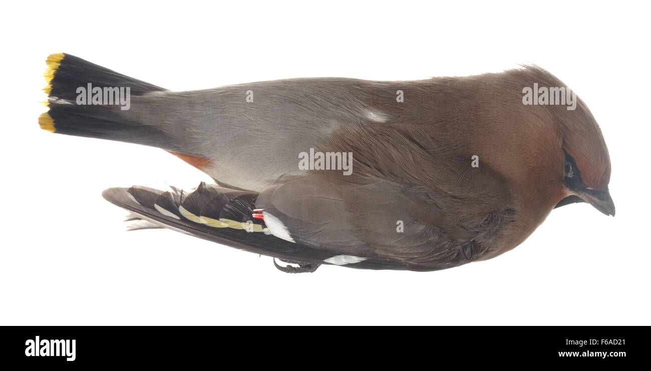 Toter Vogel isoliert auf weißem Hintergrund Stockfoto