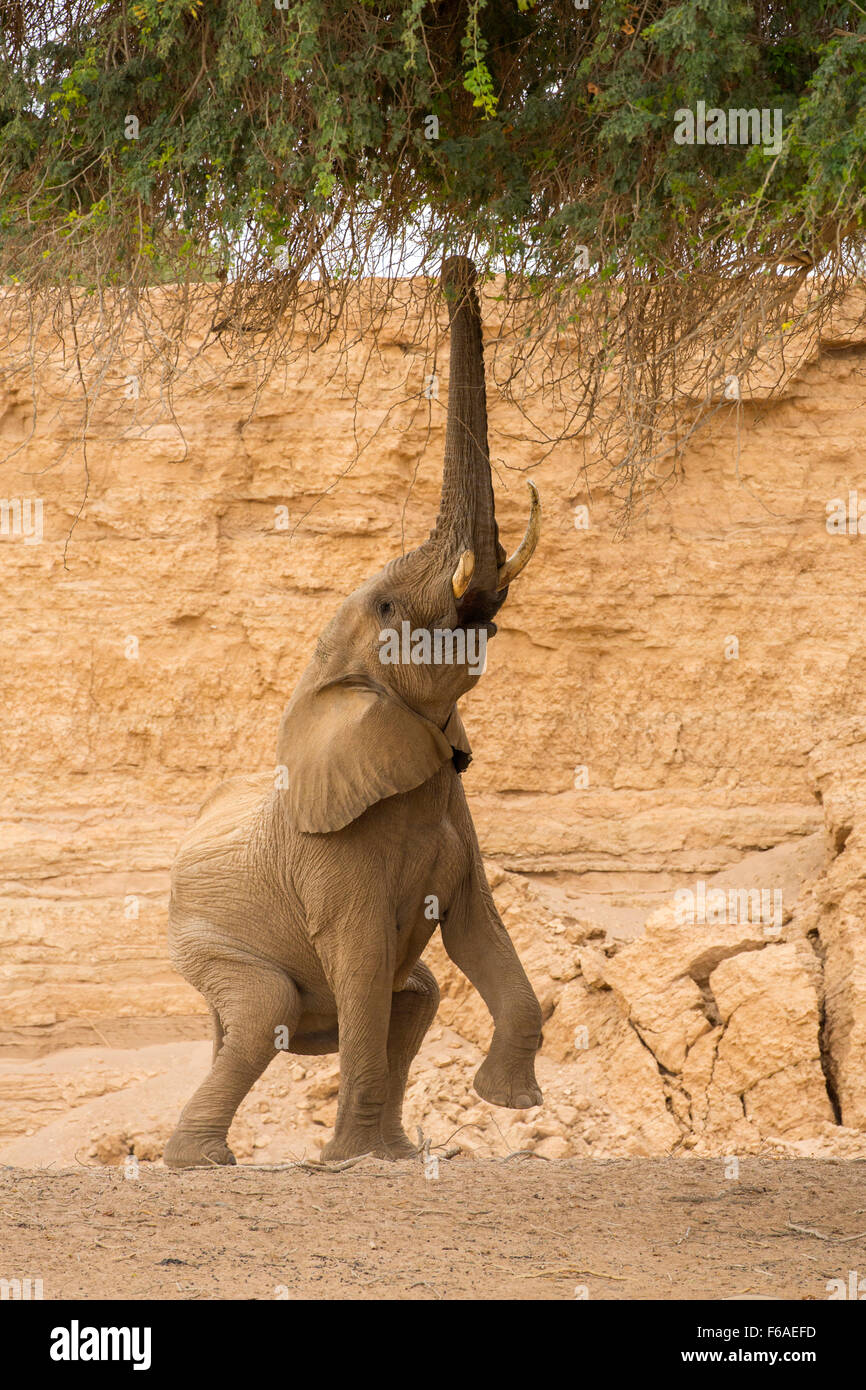 Elefanten füttern von Akazie im Kaokoveld, Namibia, Afrika Stockfoto