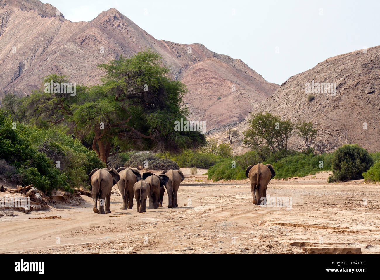 Elefanten zu Fuß ins Kaokoveld, Namibia, Afrika Stockfoto