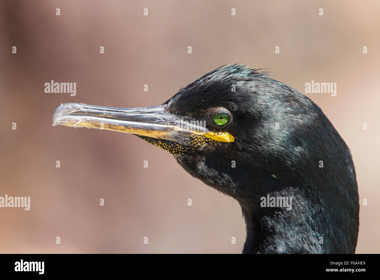 Europäische Shag (Phalacrocorax Aristotelis) Erwachsenen Kopfprofil, Farne Islands, Northumberland Stockfoto