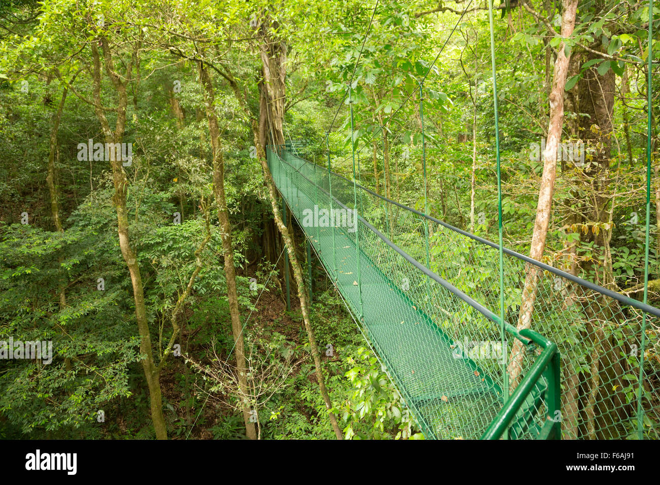 Hängebrücke am natürlichen Regenwald Park, Costa Rica Stockfoto