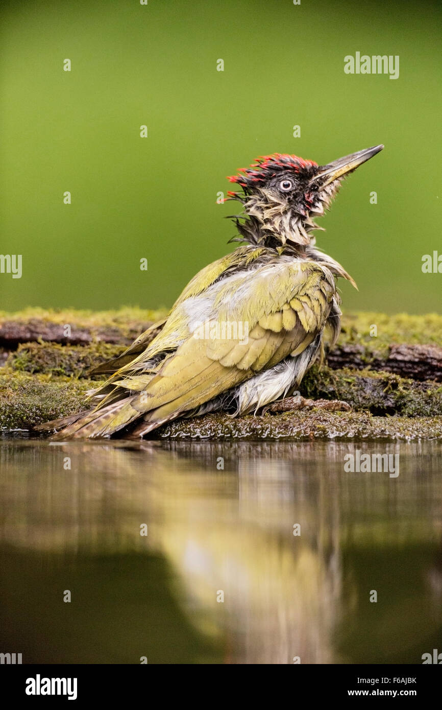 Grünspecht (Picus Viridis) Erwachsenen Baden im Wald Pool, Ungarn, Europa Stockfoto