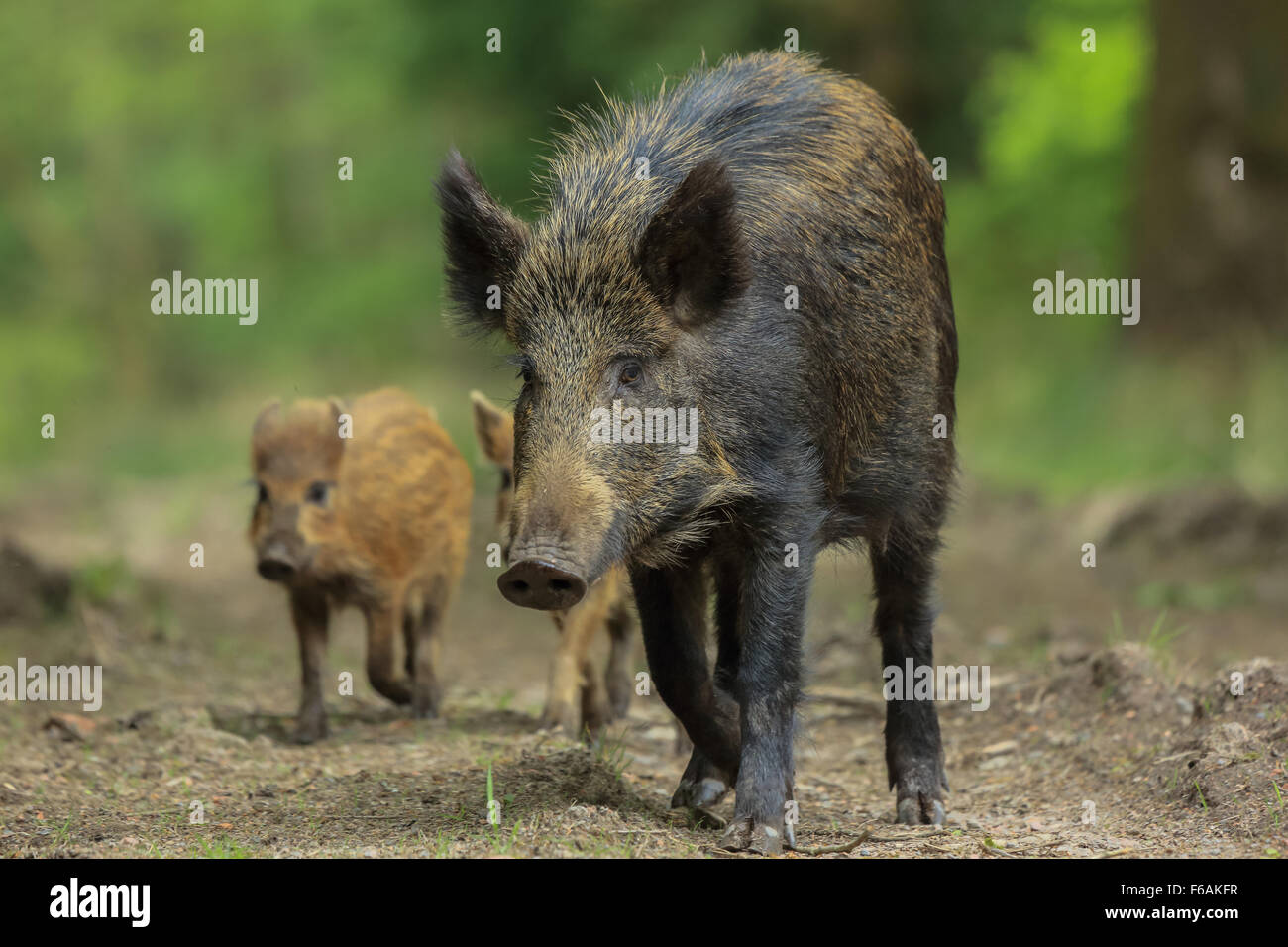 Wild lebende Wildschweine im Forest of Dean. Fotografiert auf eine gut gebrauchte Forstwirtschaft Pfad liegend. Stockfoto