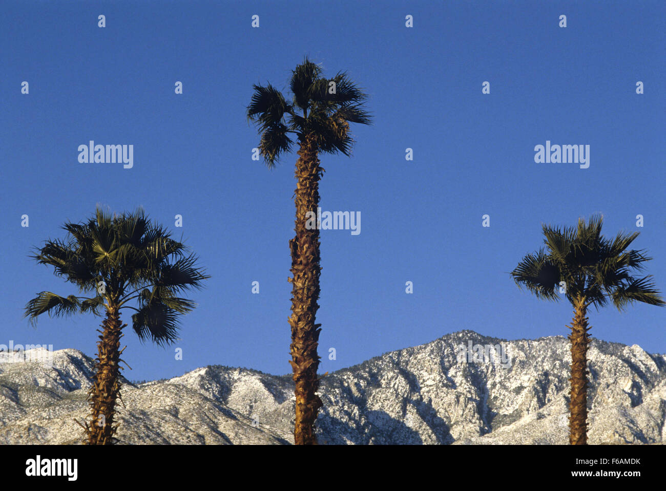 Palmen und sonnigen Himmel mit Schnee bedeckten Bergen in Palm Desert, Kalifornien Stockfoto