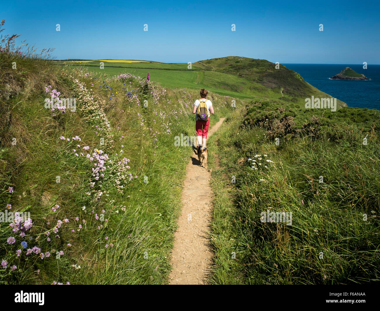 Lady Walker mit Terrier Hund, The South West Coast Path in der Nähe der Bürzel und Pentire Point, North Cornwall Stockfoto