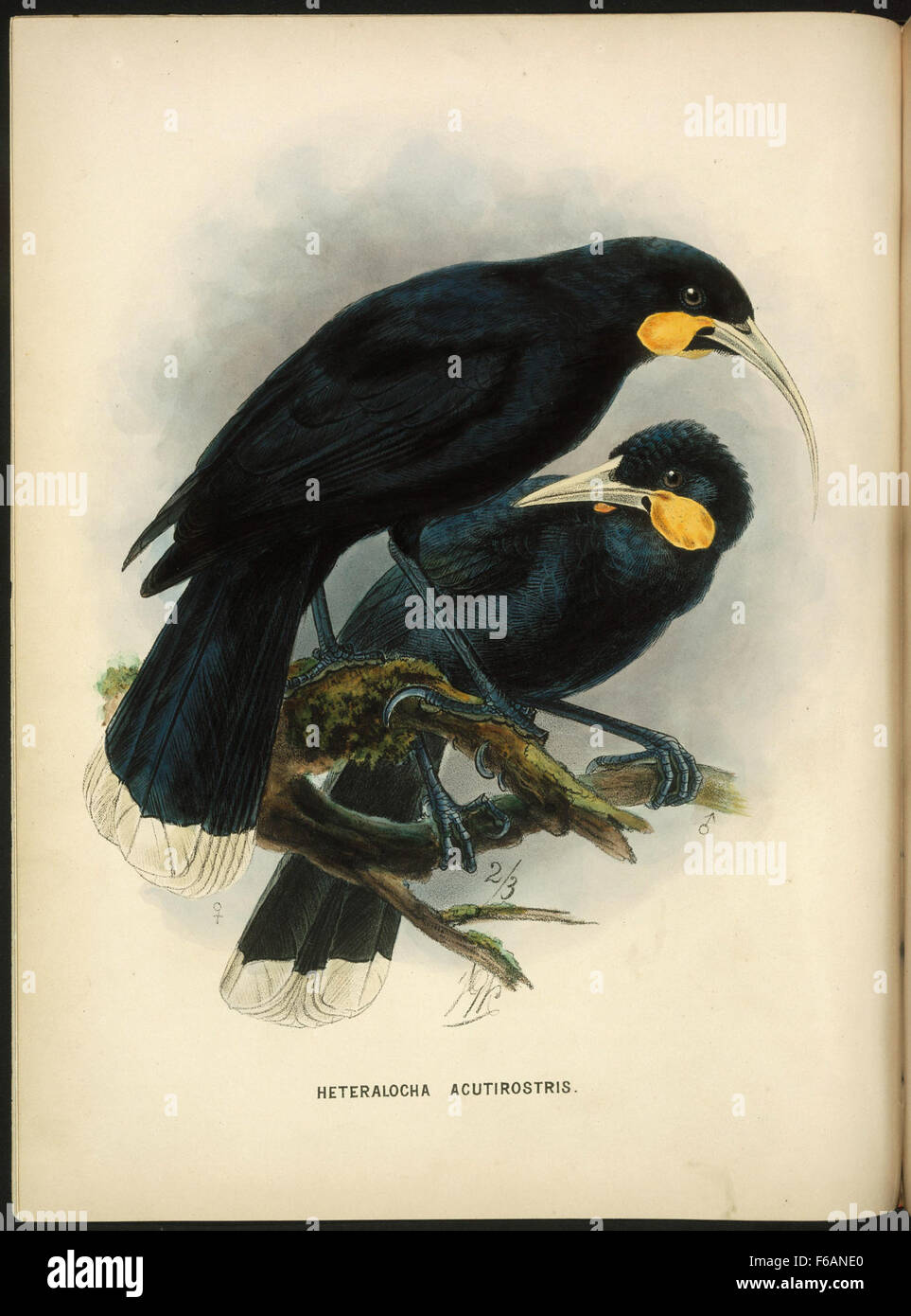 Keulemans, John Gerrard, 1842-1912 Heteralocha Acutirostris [Huia männlich und weiblich] Stockfoto