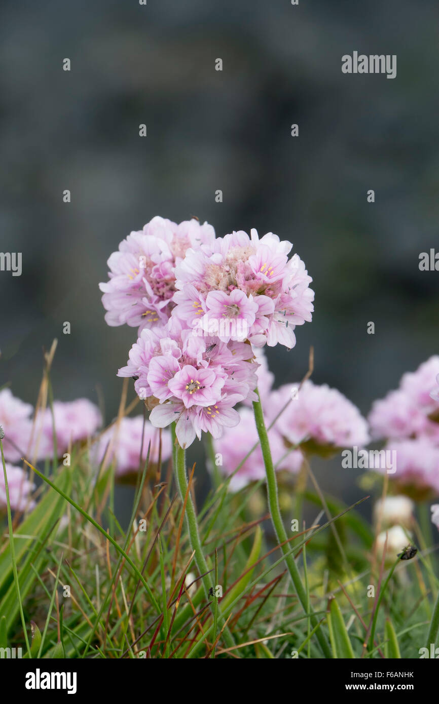 Einzelne Blume, Coastal Sparsamkeit Armeria Maritima, rosa Meer, Cornwall Stockfoto