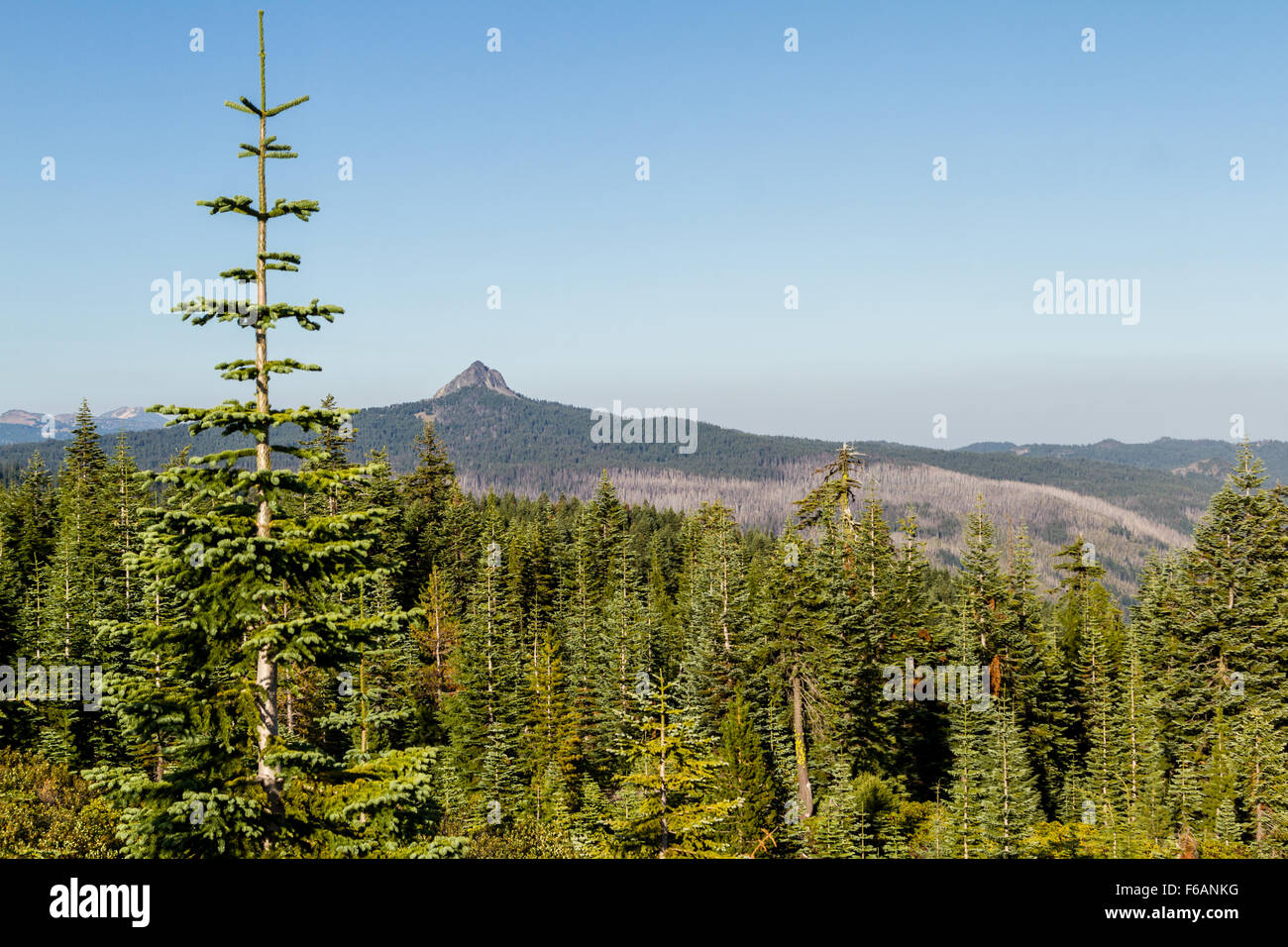 Landschaft eines Berges im südlichen Oregon mit einem Patch des toten Holzes nach einem wilden Waldfeuer einen großen Teil der fo brannte Stockfoto
