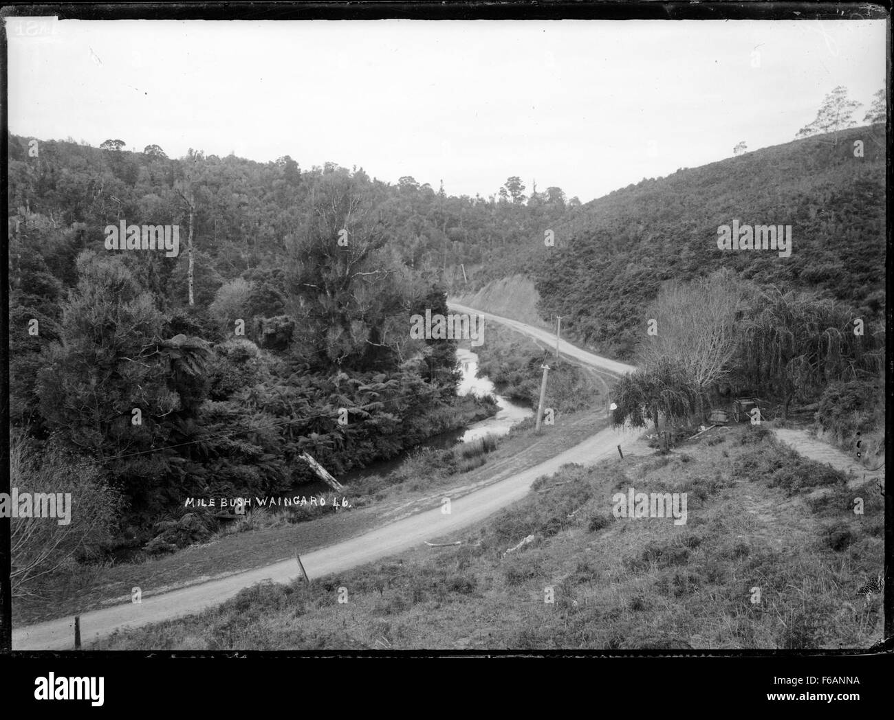 Dieses Foto zeigt Mile Bush in der Nähe von Waingaro und zeigt die ländliche Landschaft und die natürliche Umgebung der Region, mit einem Schwerpunkt auf die landschaftliche Schönheit der Region. Stockfoto