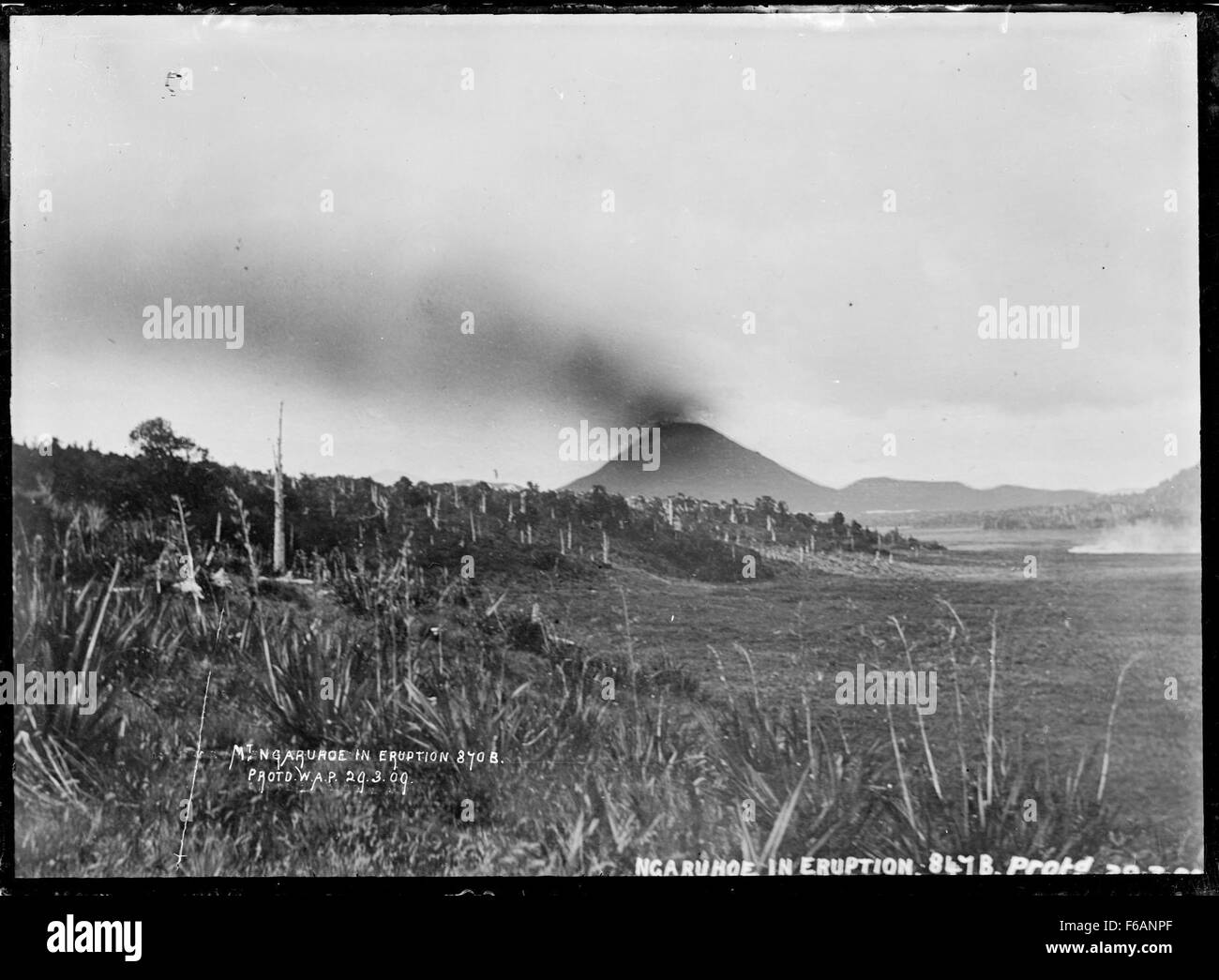 Dieses historische Foto zeigt den Mount Ngauruhoe, einen aktiven Stratovulkan im neuseeländischen Tongariro-Nationalpark, der 1909 ausbricht. Die Eruption ist eines der bedeutendsten Ereignisse in der Geschichte des Vulkans. Stockfoto