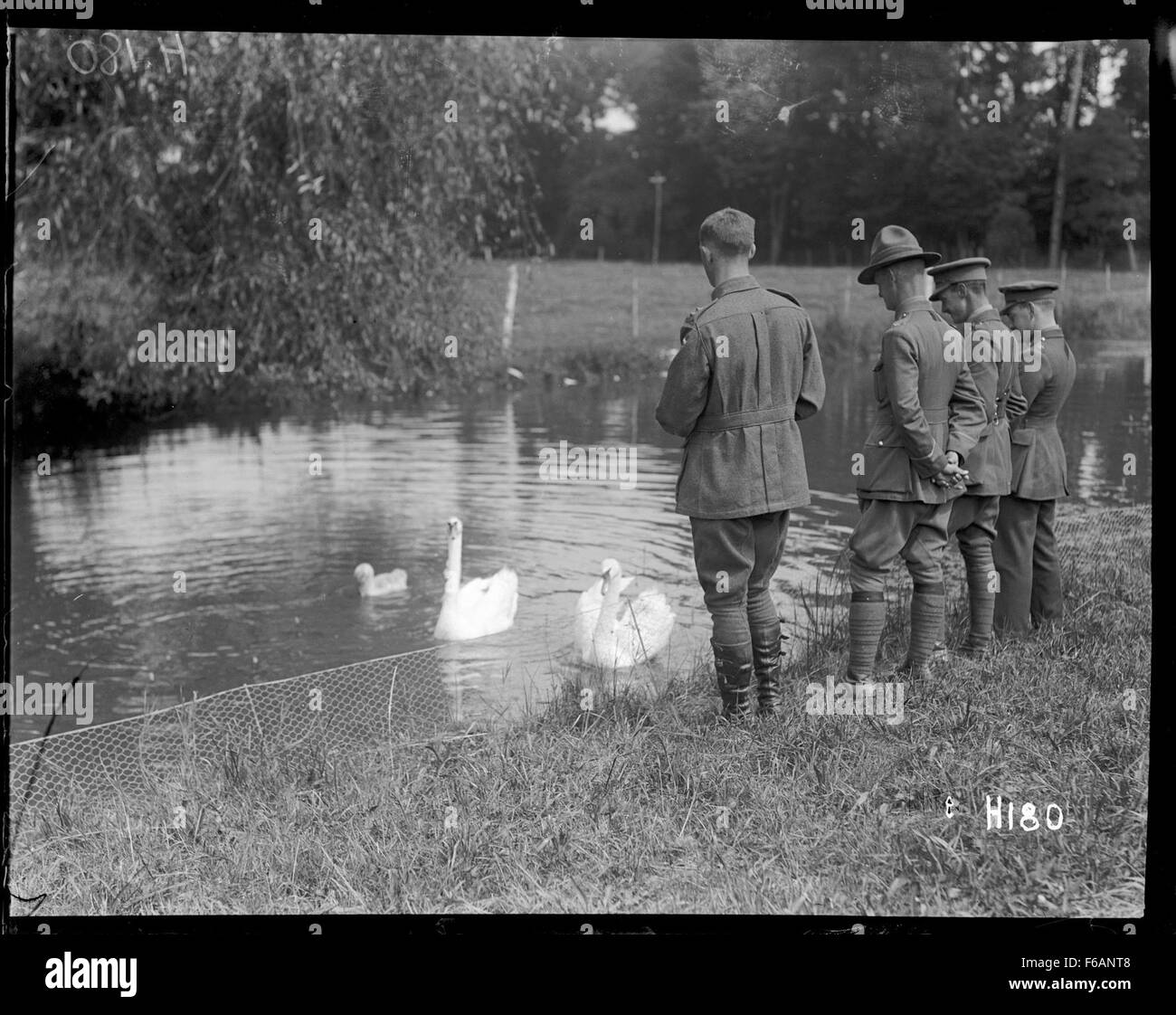 Neuseeland Armeeoffiziere Fütterung Schwäne auf dem Gelände des Stockfoto