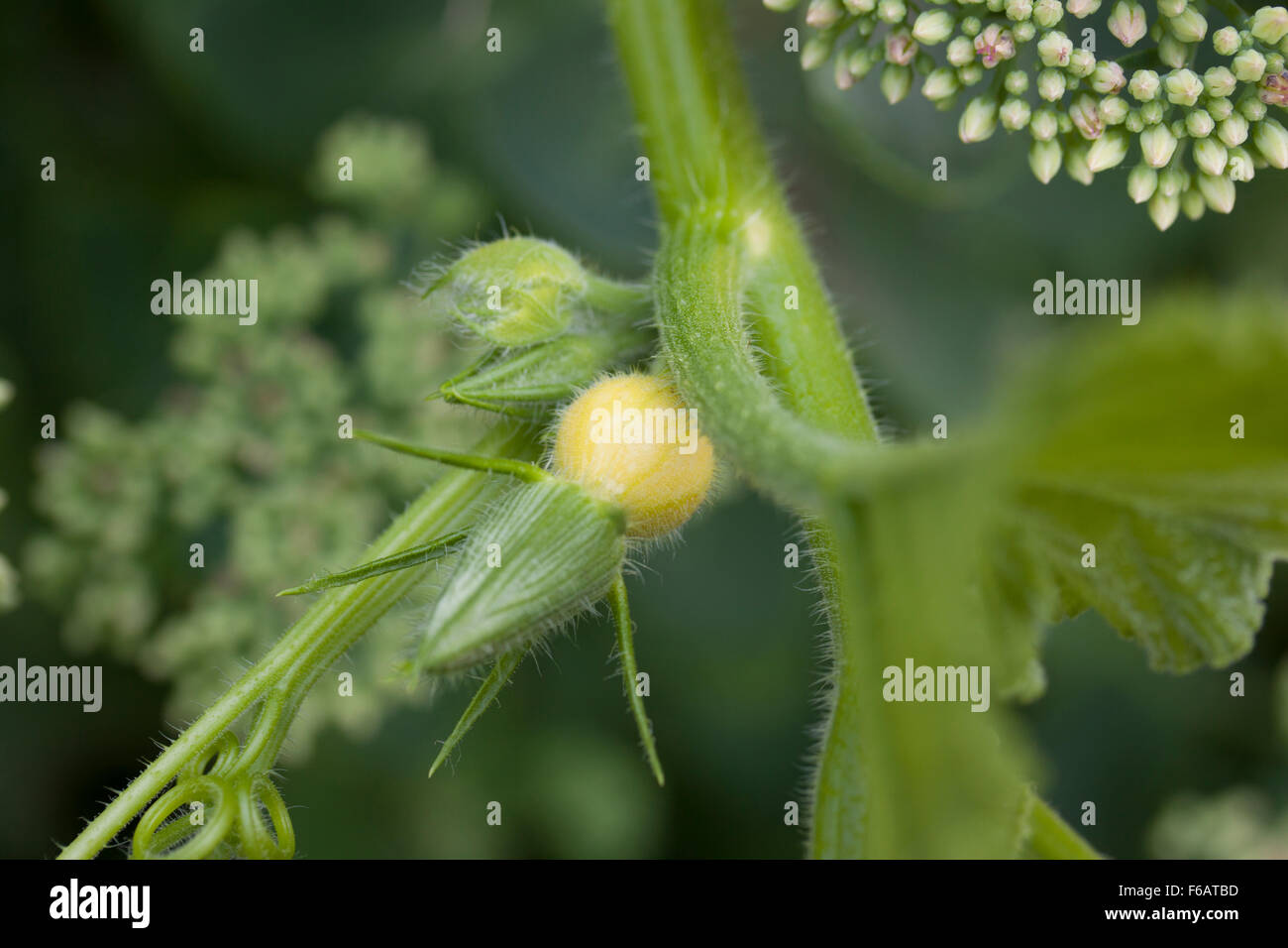 Winterkürbis mit Blume und Baby squash Stockfoto