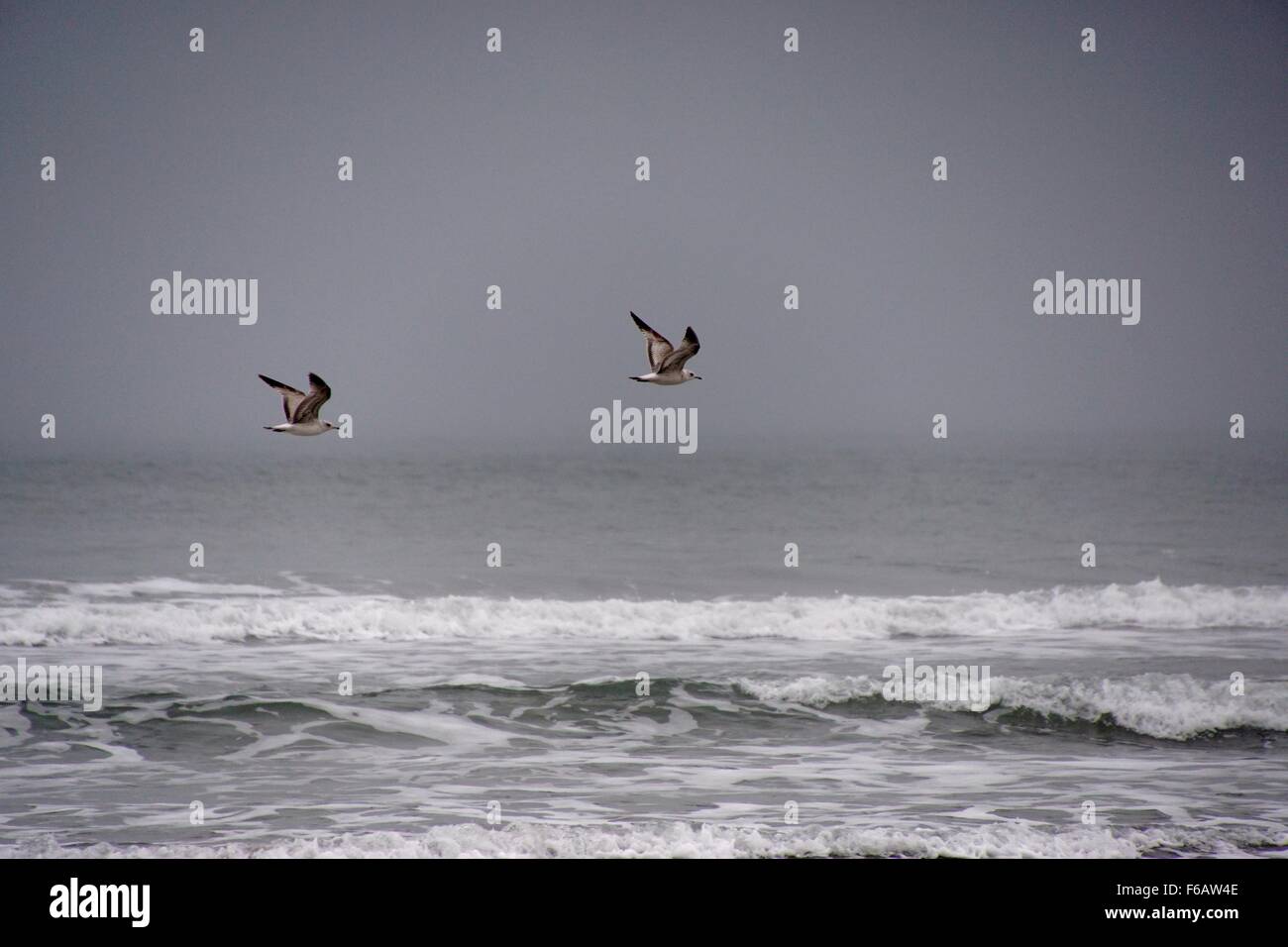 Silberne Möwen fliegen über dem Meer in Woolacombe Strand Stockfoto