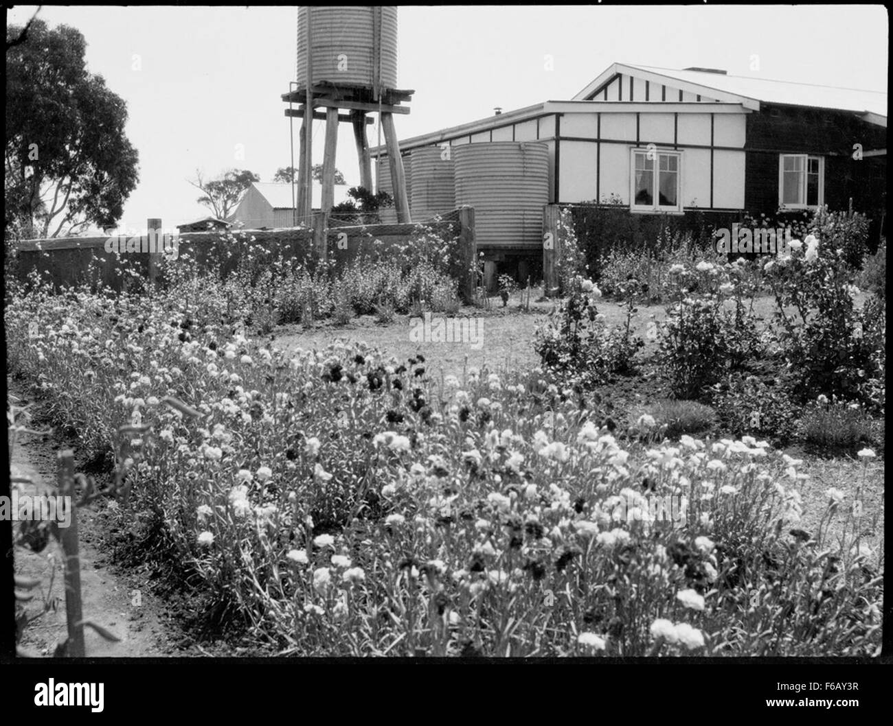 Beet Blumen und Wassertank nächster Kiefer, Australian Capital Territory, ca. 1935 Gartenbett aus Blumen und Wassertank am Kiefer Bereich, Stockfoto