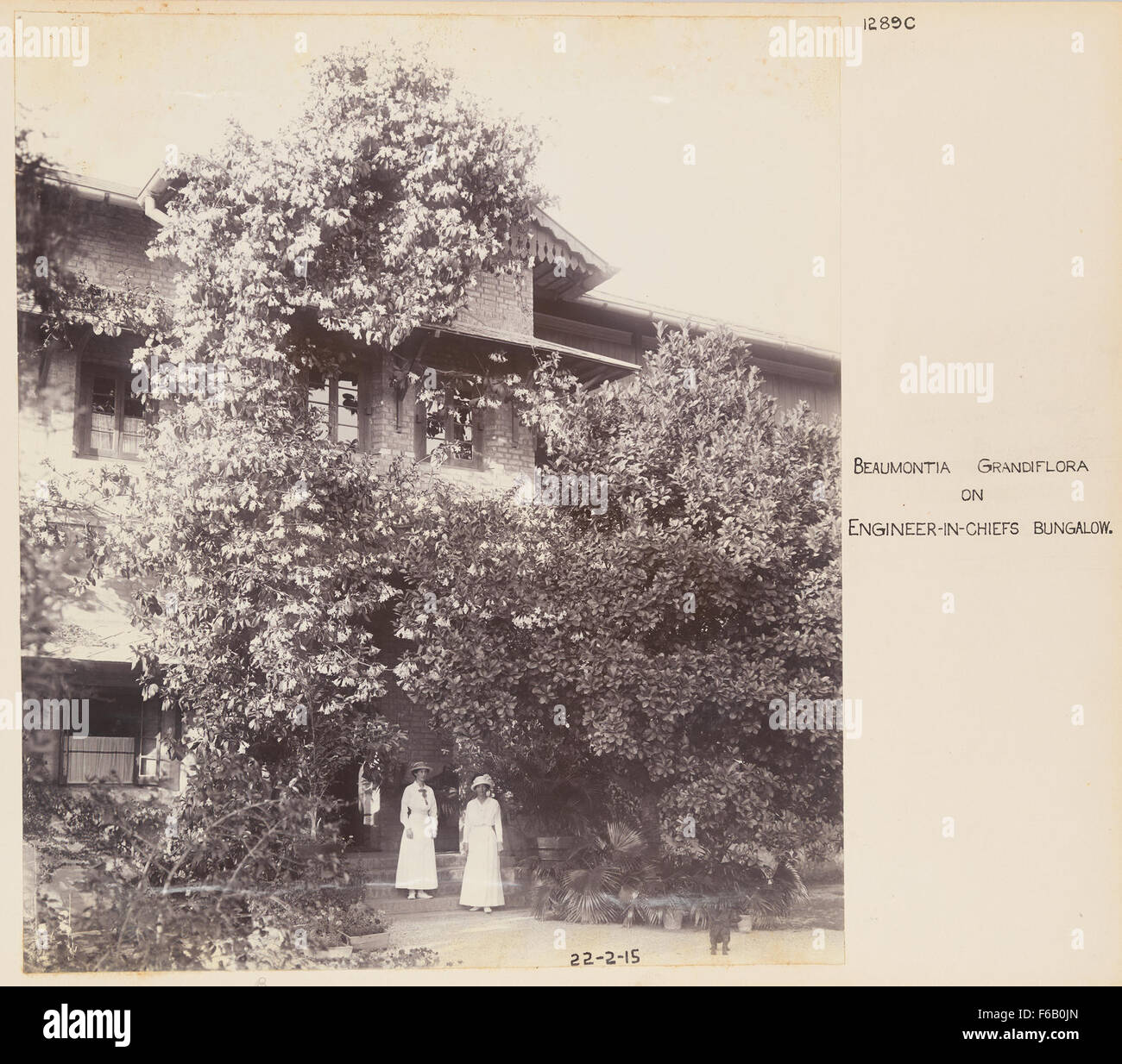 Ein detailliertes architektonisches Design mit dem Werk *Beaumontia grandiflora* in der Nähe eines Bungalows eines Eisenbahningenieurs, das sowohl die natürliche Schönheit der Anlage als auch die Verbindung zwischen Technik, Design und Natur in der Infrastruktur veranschaulicht. Stockfoto