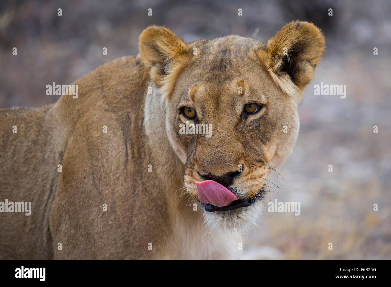 Löwin im Etosha Nationalpark, Namibia, Afrika Stockfoto