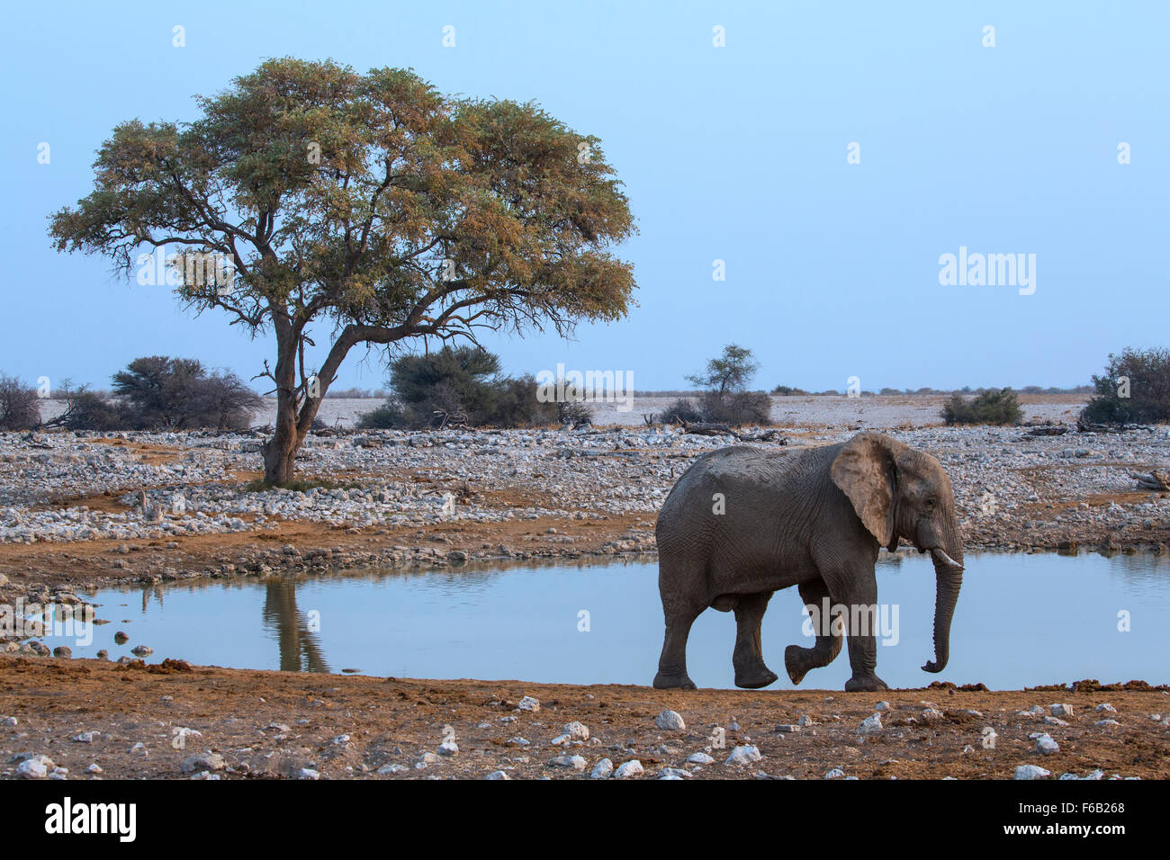 Afrikanische Savanne Elefanten am Wasserloch, Etosha Nationalpark, Namibia, Afrika Stockfoto