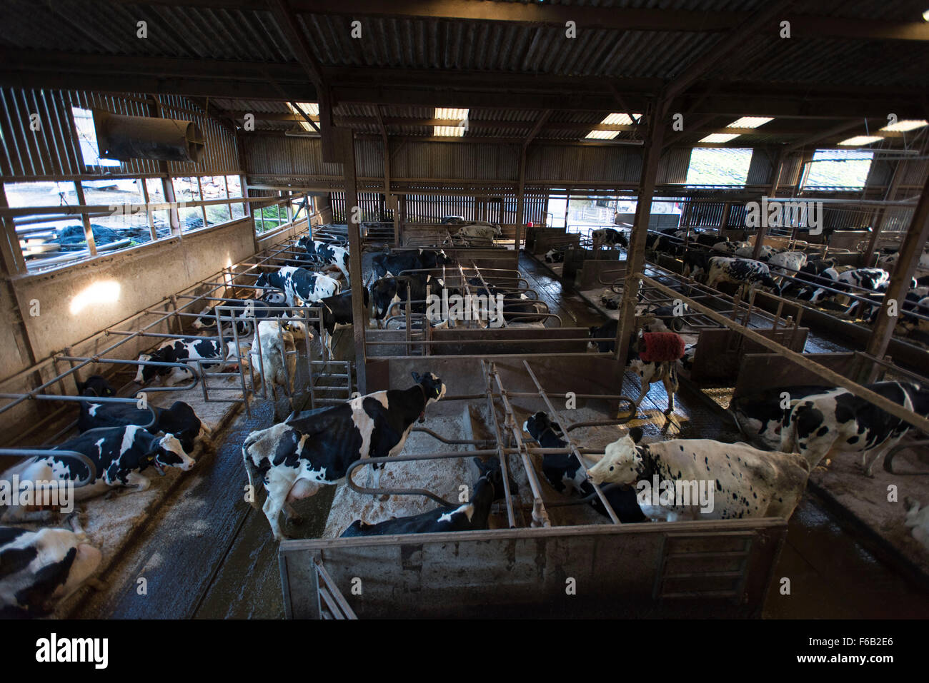 Milchkühe, die darauf warten, für Milch auf einem Milchviehbetrieb in South Wales gemolken werden. Stockfoto
