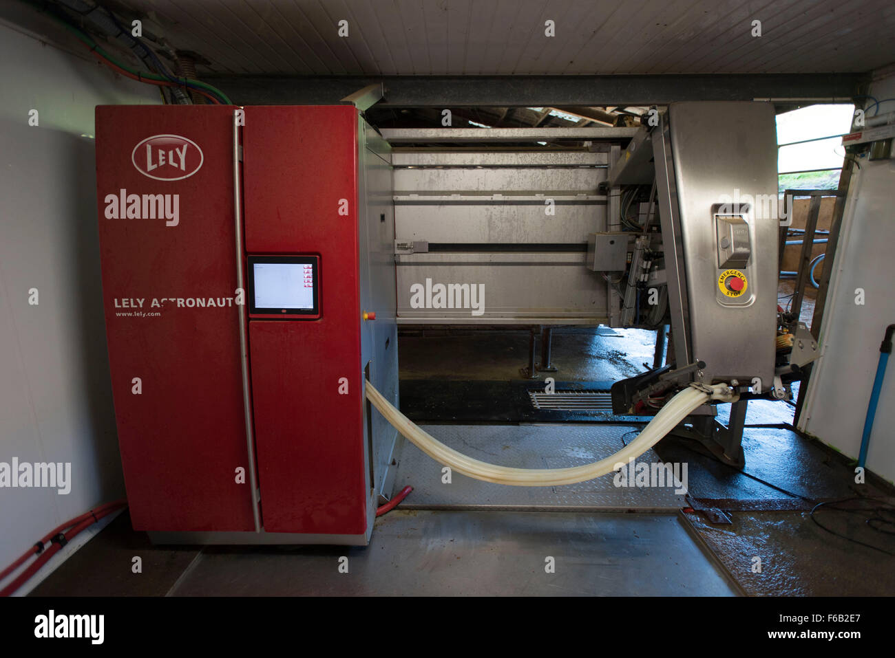 Eine automatische Melkmaschine für Kühe auf einem Milchviehbetrieb in Usk, South Wales. Auch bekannt als freiwillige Melksystem. Stockfoto
