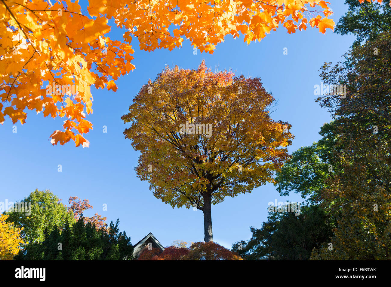 Isolierten Bäume im Schatten, umrahmt mit gelbem Herbstlaub an der Spitze Stockfoto