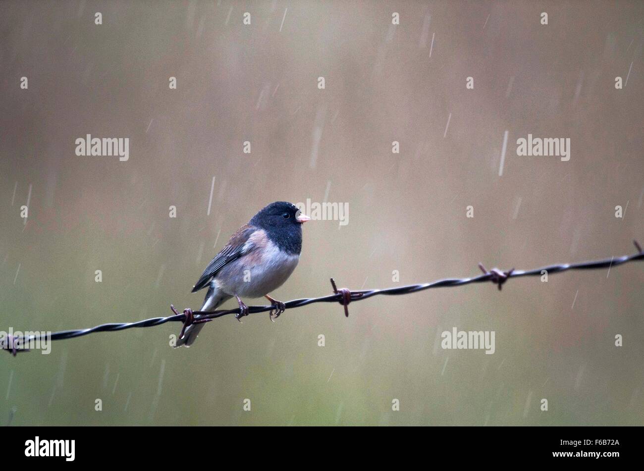 Elkton, Oregon, USA. 15. November 2015. Ein kleiner Vogel sitzt auf einem Stacheldrahtzaun im Regen auf einer Straße nahe Elkton im südwestlichen Oregon. © Robin Loznak/ZUMA Draht/Alamy Live-Nachrichten Stockfoto
