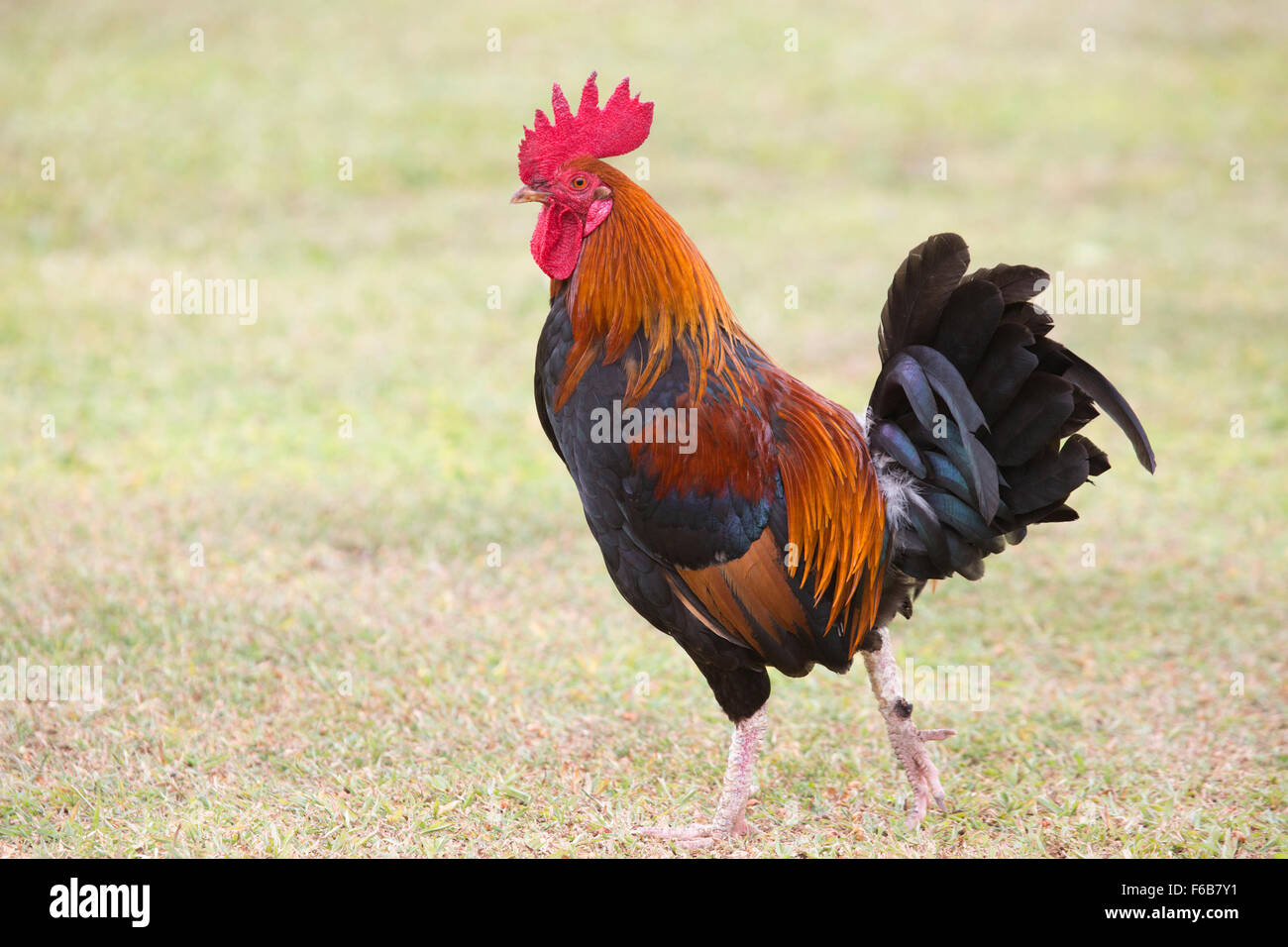 Kauai Hahn (Gallus gallus domesticus) beim Gehen auf dem Rasen Stockfoto