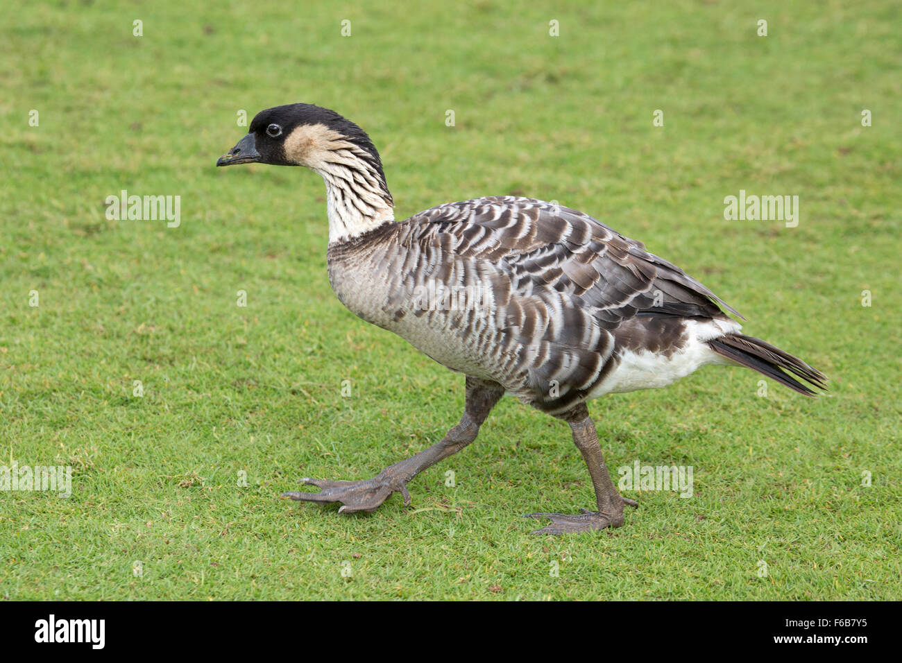 Nene Hawaiian Goose Walking auf grünem Gras im Kīlauea Point National Wildlife Refuge, Kauai, Hawaii (Branta sandvicensis) Stockfoto