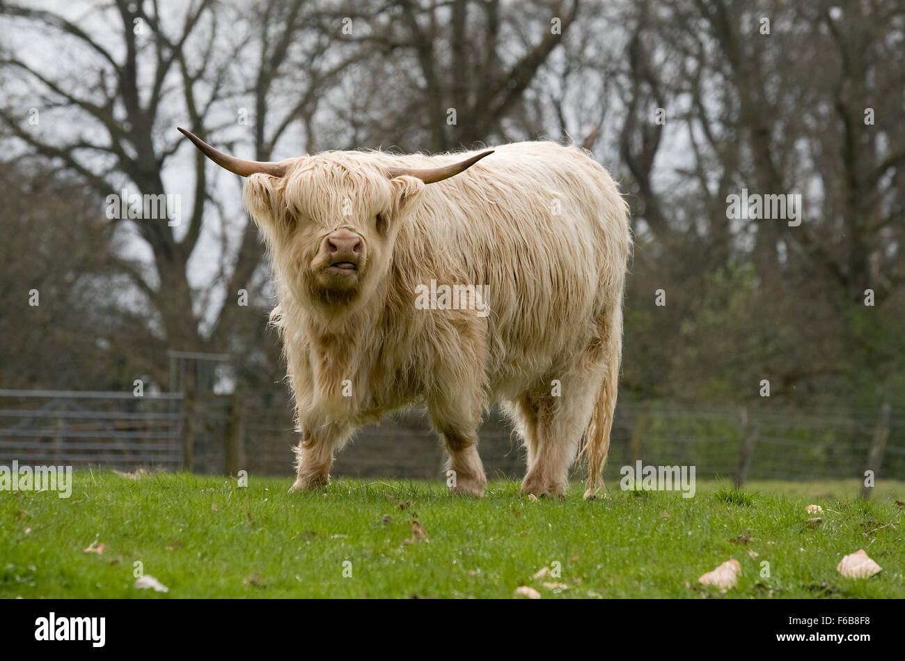 Eine schottische Highland-Kuh-n der Begründung der Scone Palace in Perthshire, Schottland. Stockfoto