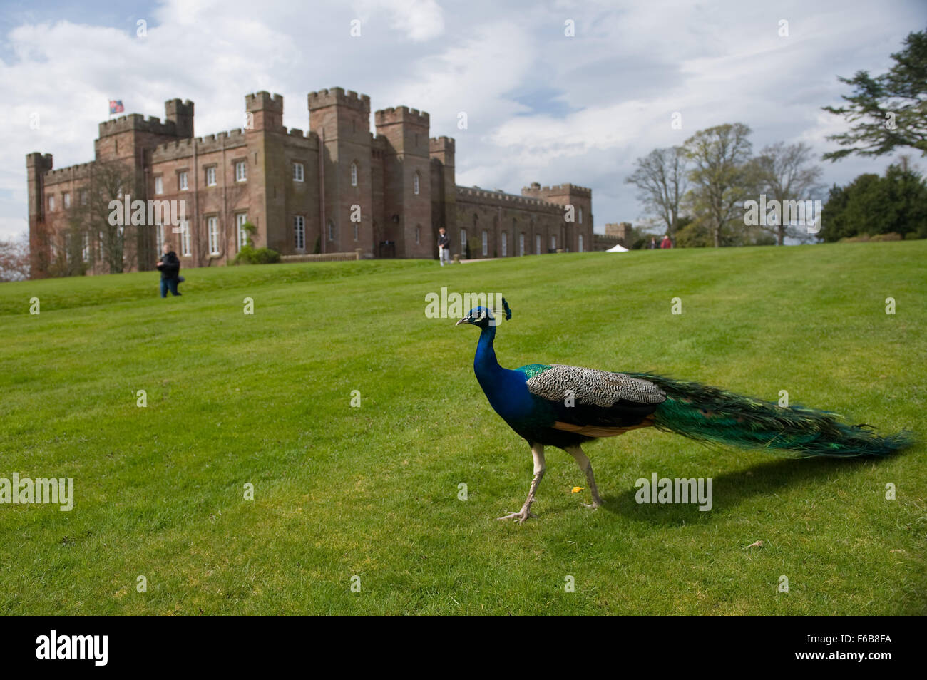 Ein Pfau-Federbeine vor Scone Palace in Perthshire, Schottland. Stockfoto