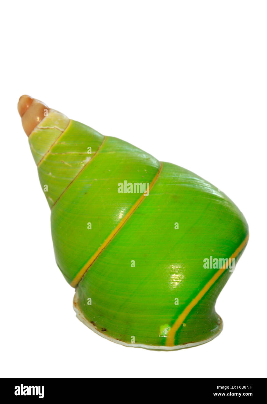 Grüner Baum Schnecke gefunden auf den Salomonen Stockfoto