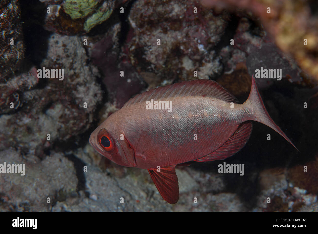 Big Fish Eye (Priacanthus Hamrur), Priacanthidae, Sharm el Sheikh, Rotes Meer, Ägypten Stockfoto