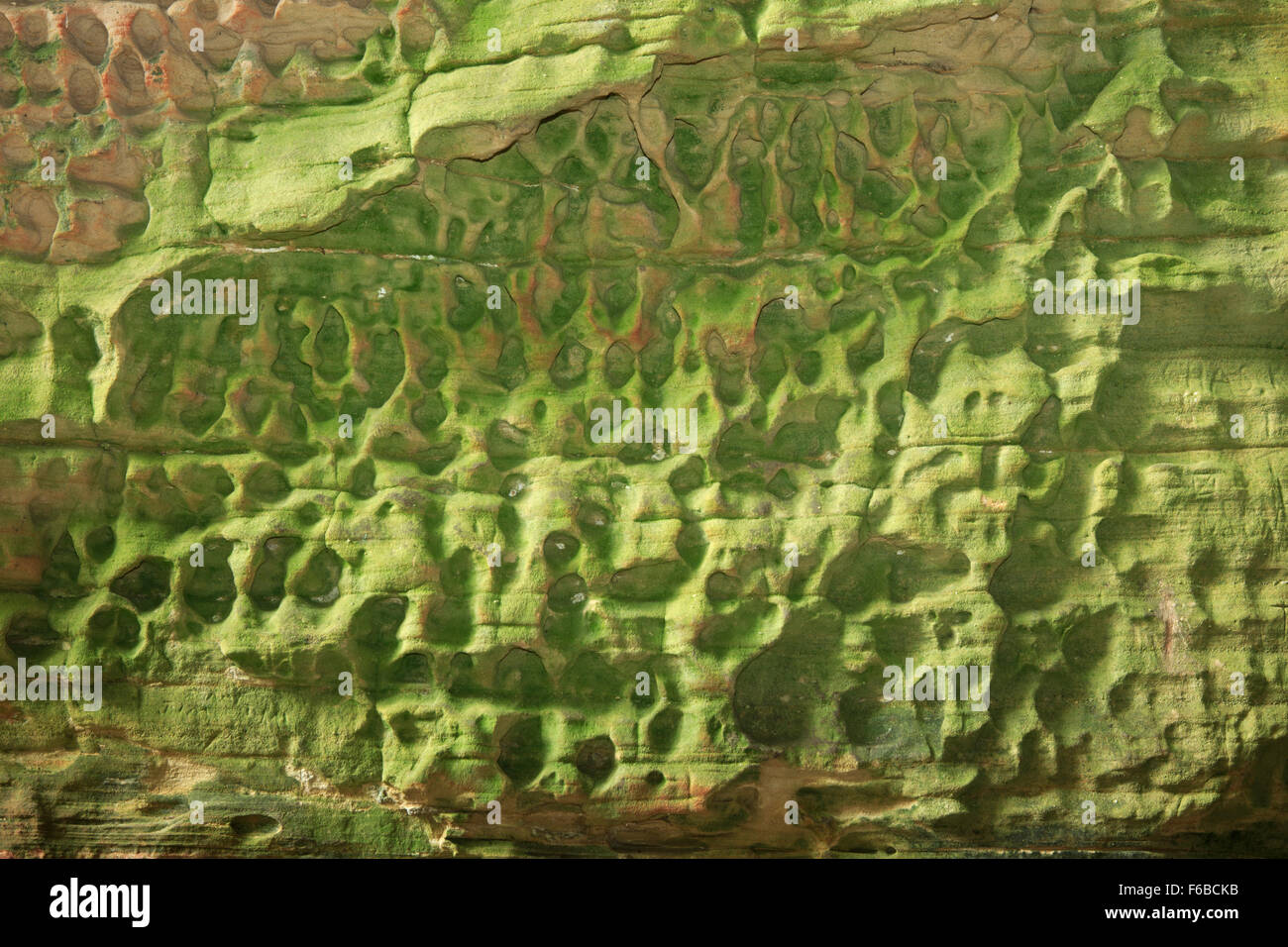 Honig gekämmt Verwitterung des Sandsteins im Hocking Hills State Park, Ohio (Cantwell Cliffs Area) Stockfoto