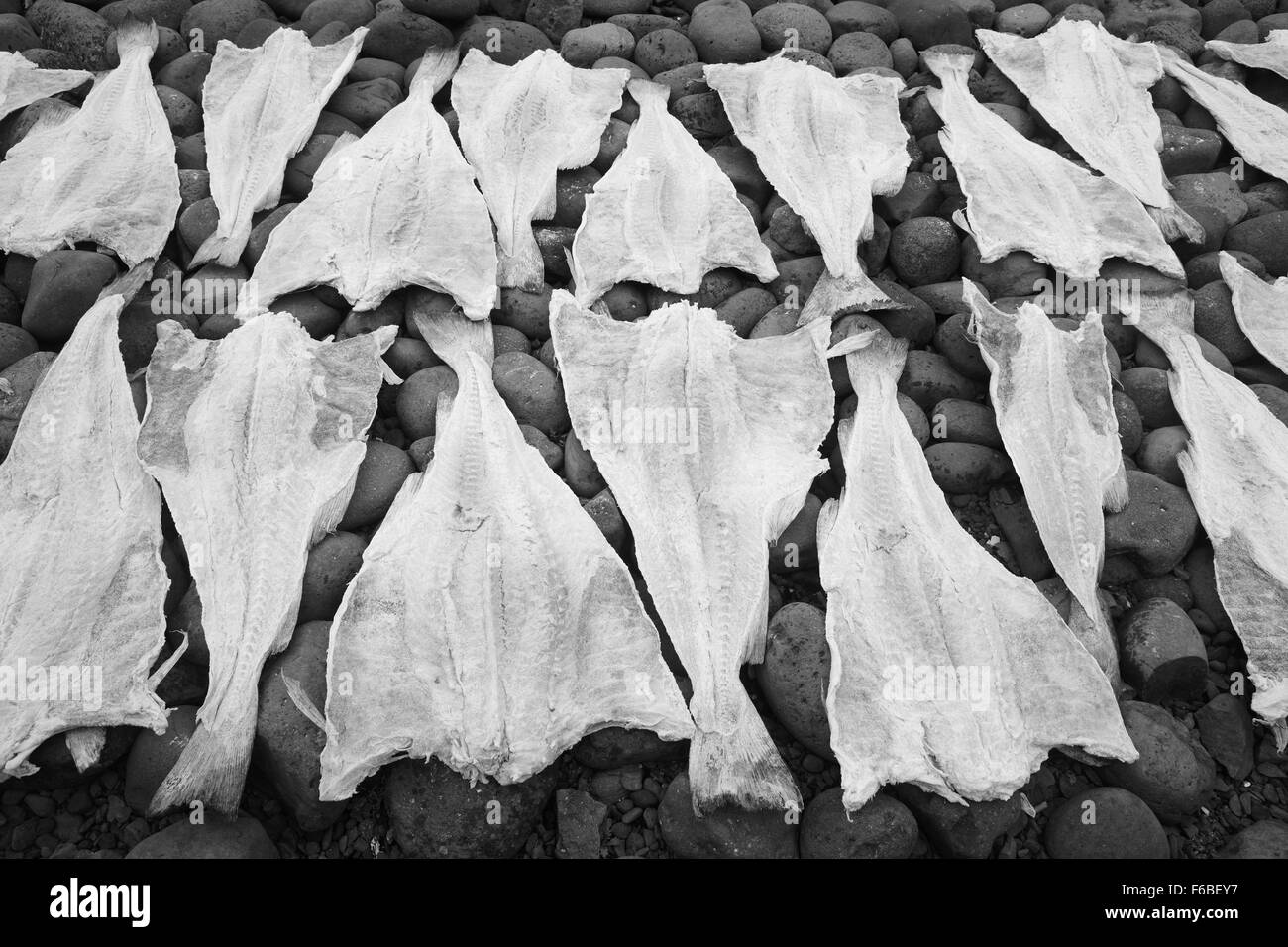 Öffnen Sie Kabeljau trocknen über Steinen schwarz / weiß Stockfoto