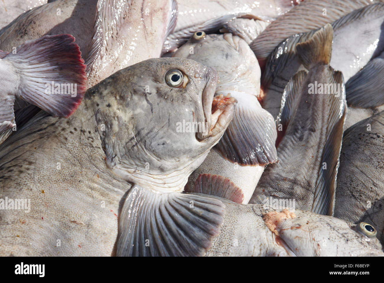 Nord-Atlantik nur Welsfischen hautnah Stockfoto