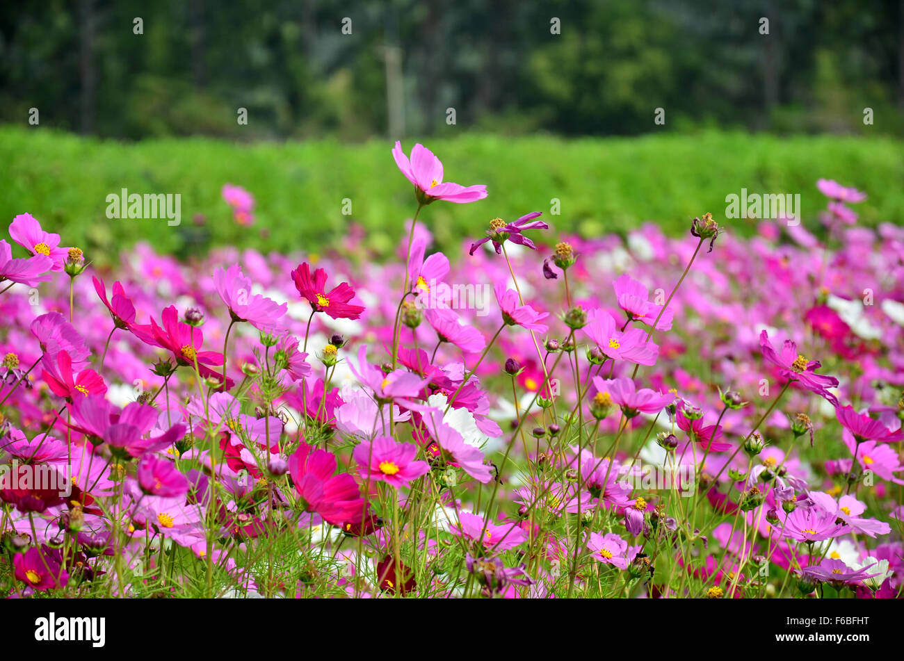Kosmos Blumen Feld von Jim Thompson Farm auf Land in Nakhon Ratchasima, Thailand Stockfoto