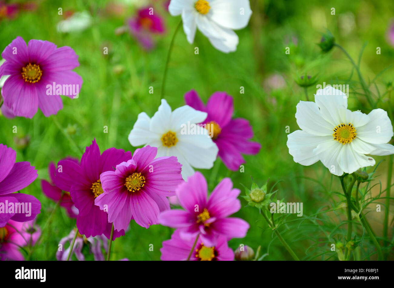 Kosmos Blumen Feld von Jim Thompson Farm auf Land in Nakhon Ratchasima, Thailand Stockfoto