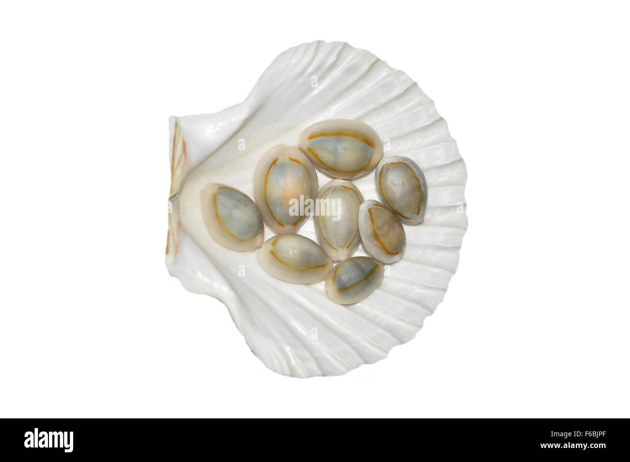 Muschel auf weiß Stockfoto