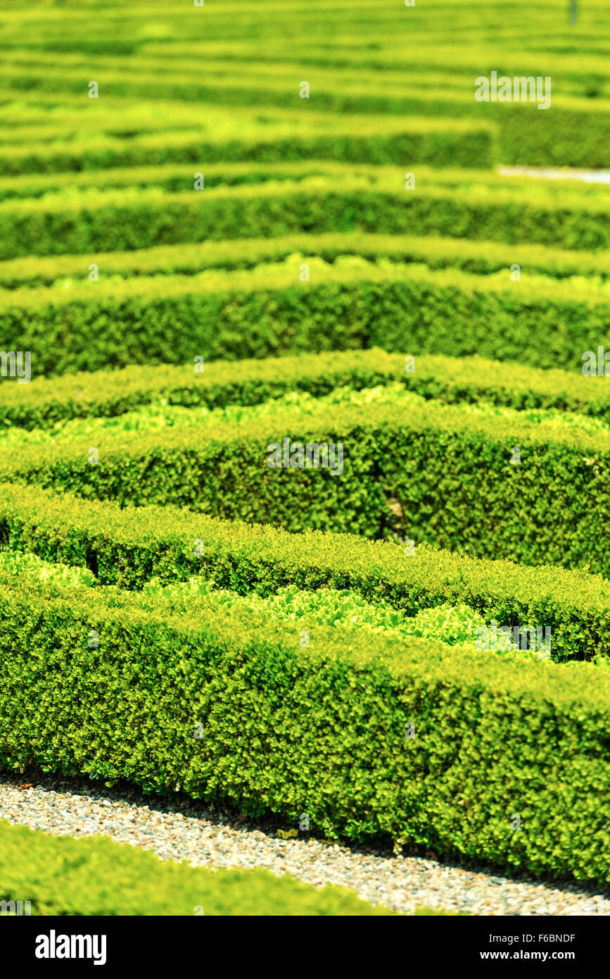 Hecke Labyrinth im französischen Garten. Vertikal mit einem selektiven Fokus erschossen Stockfoto