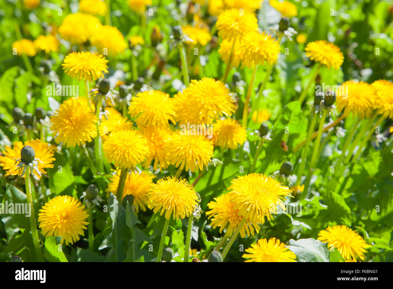 Leuchtend gelbe Löwenzahn in voller Blüte, Europäische Frühlingswiese im Sonnenlicht Stockfoto