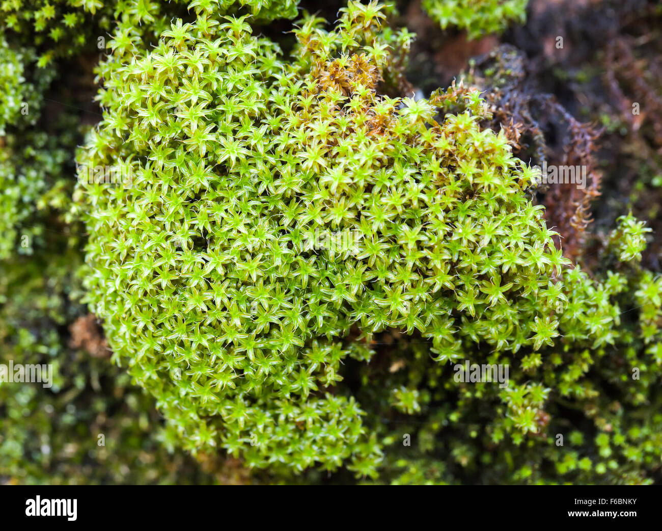 Leuchtend grünes Moos, dekorative Pflanze im europäischen Garten Stockfoto