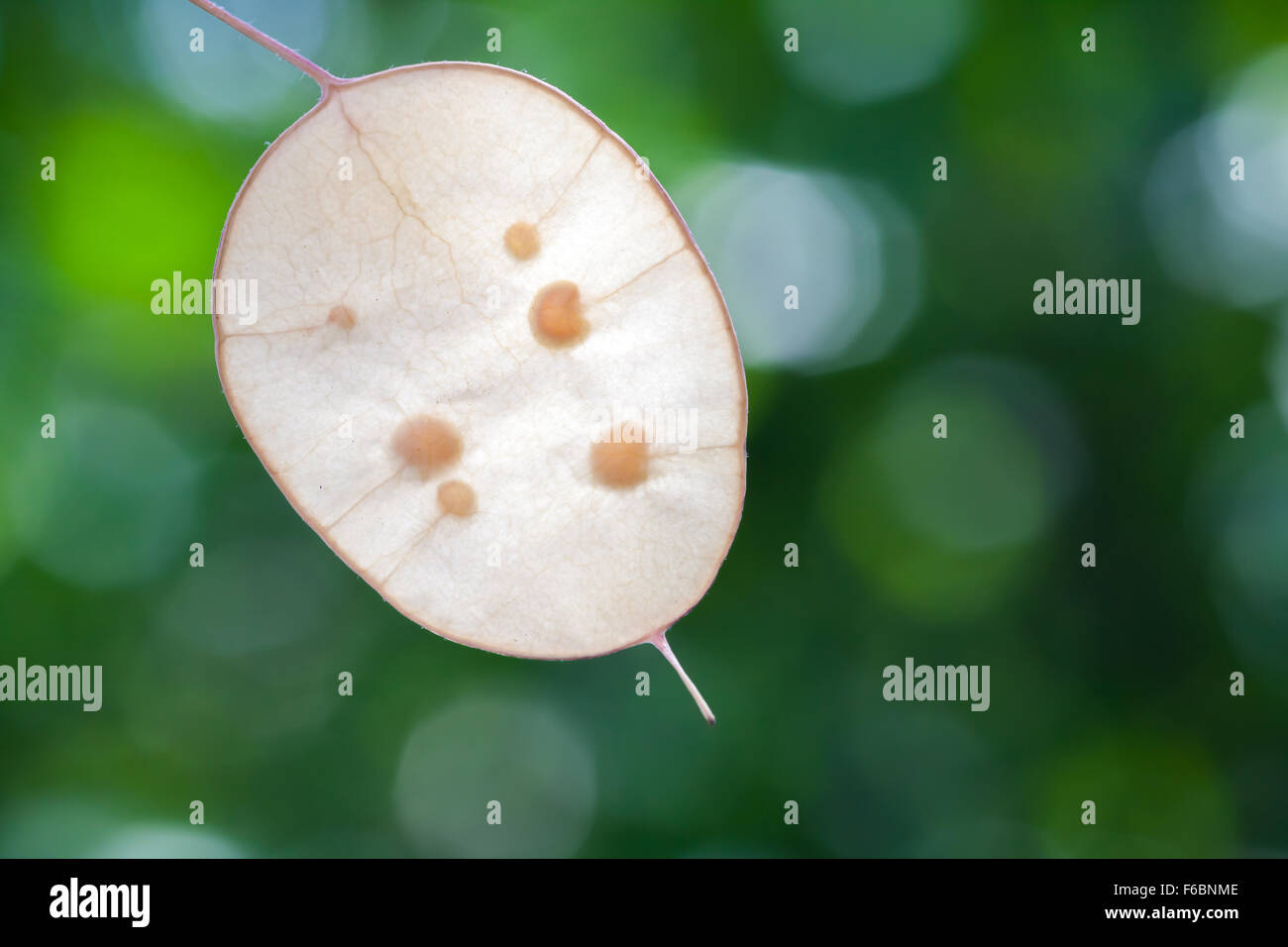 Samen in den trockenen dekorative Pflanzensamen. LUNARIA oder Ehrlichkeit, eine Gattung von Blütenpflanzen in der Familie Brassicaceae Stockfoto