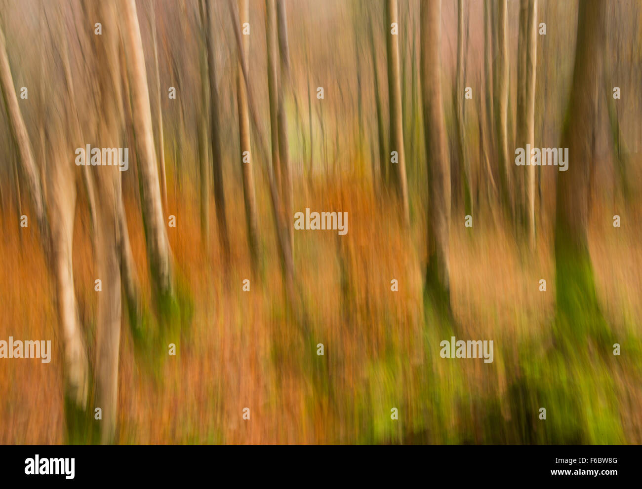 Abstrakte Schuss von herbstlichen Wald in Grasmere, Lake District Cumbria England UK Stockfoto