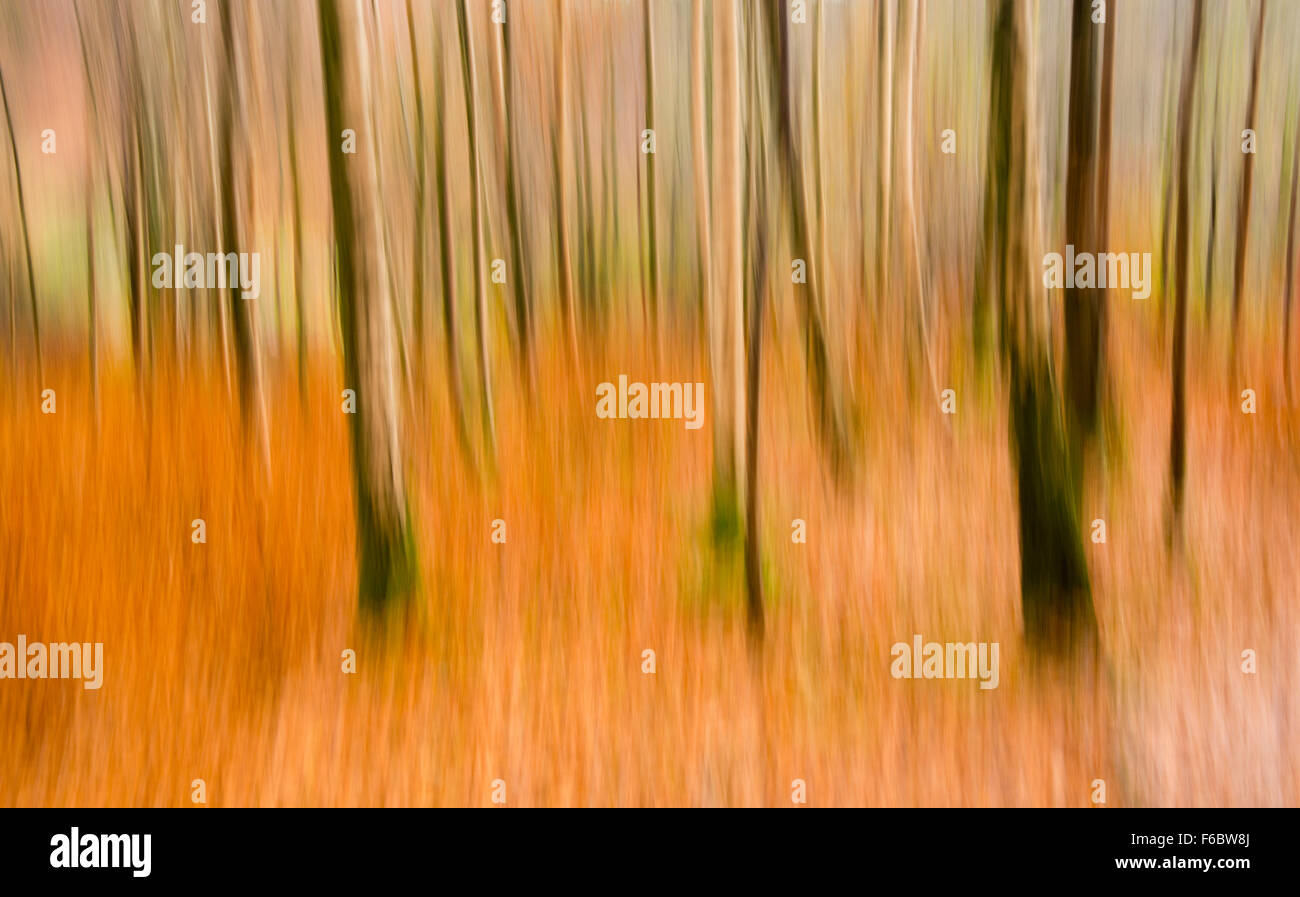 Abstrakte Schuss von herbstlichen Wald in Grasmere, Lake District Cumbria England UK Stockfoto