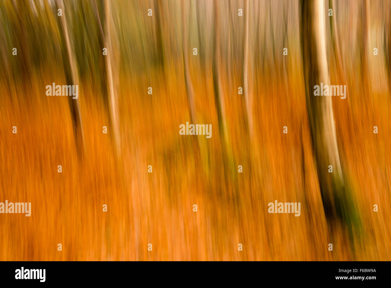 Abstrakte Schuss von herbstlichen Wald in Grasmere, Lake District Cumbria England UK Stockfoto