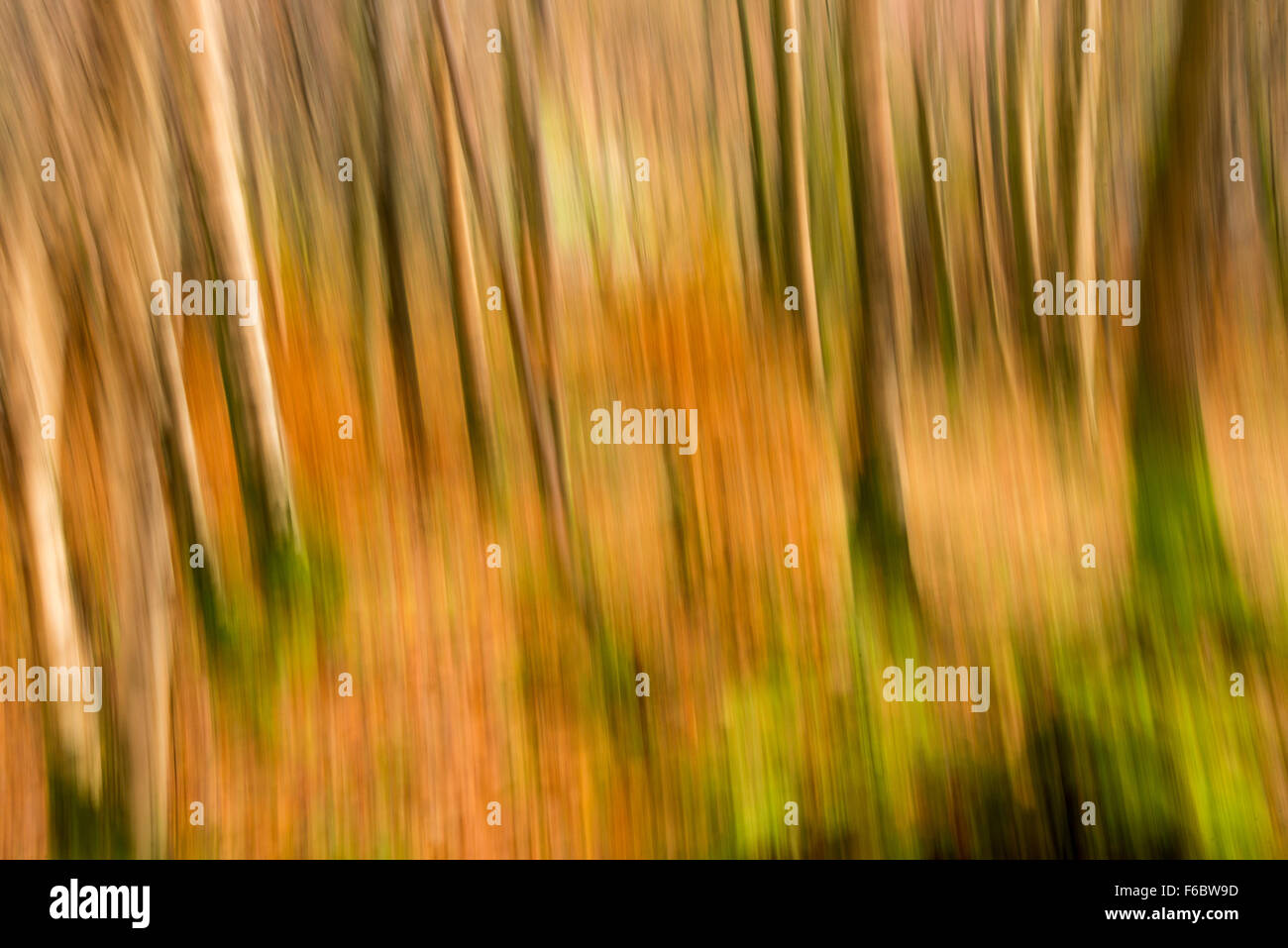 Abstrakte Schuss von herbstlichen Wald in Grasmere, Lake District Cumbria England UK Stockfoto