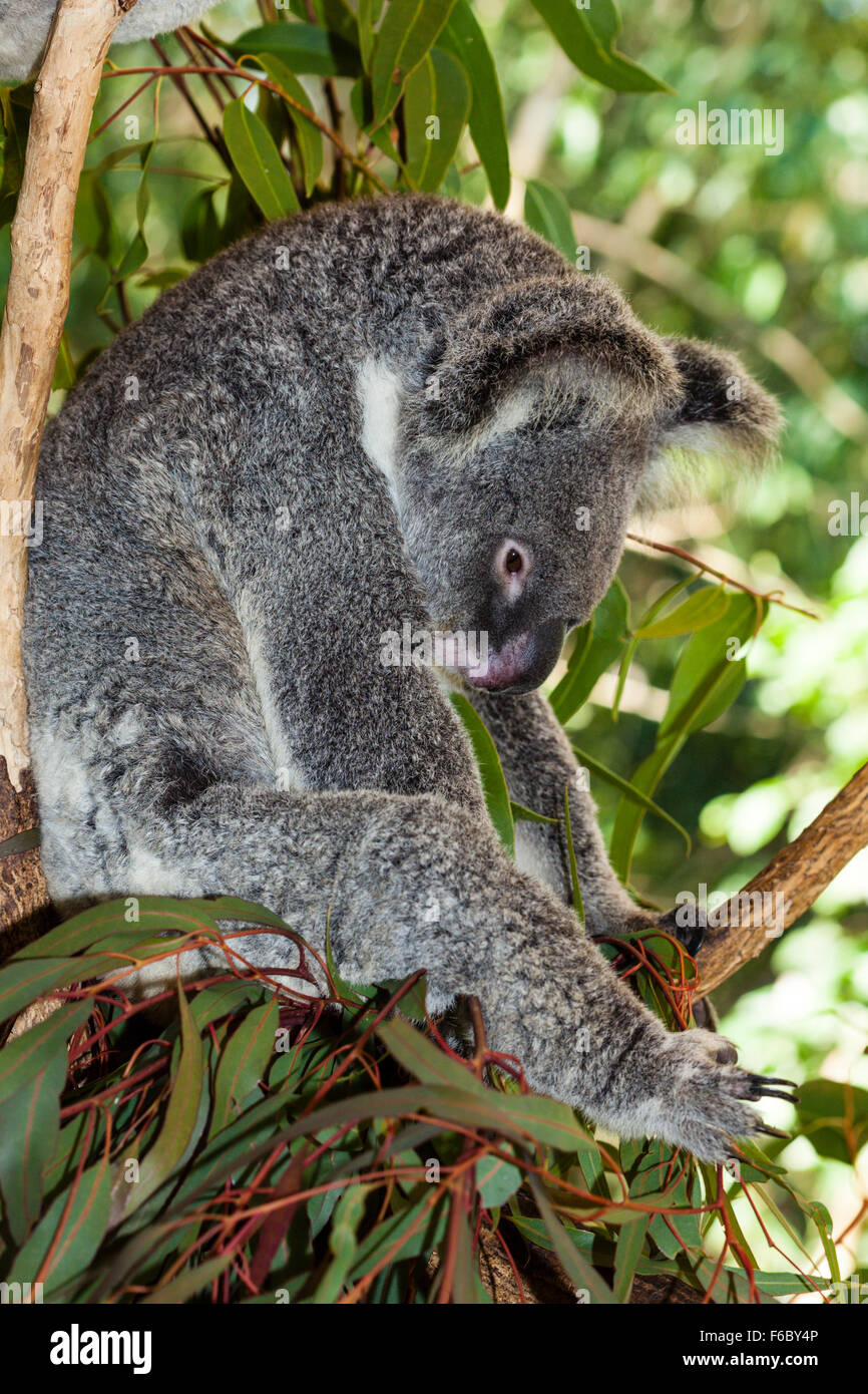 Koala, Phascolarctos Cinereus, Queensland, Australien Stockfoto