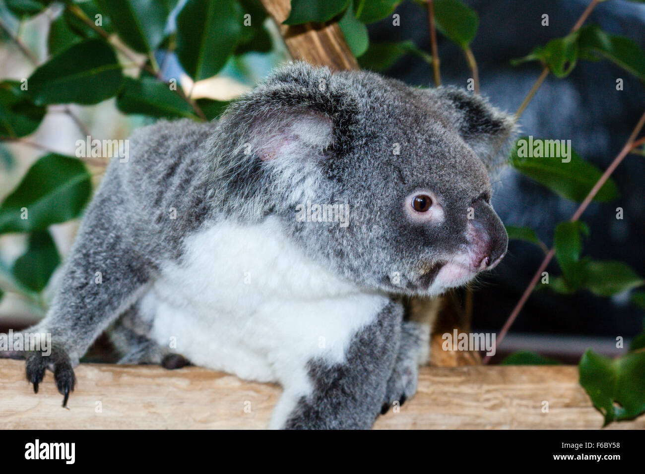 Koala, Phascolarctos Cinereus, Queensland, Australien Stockfoto