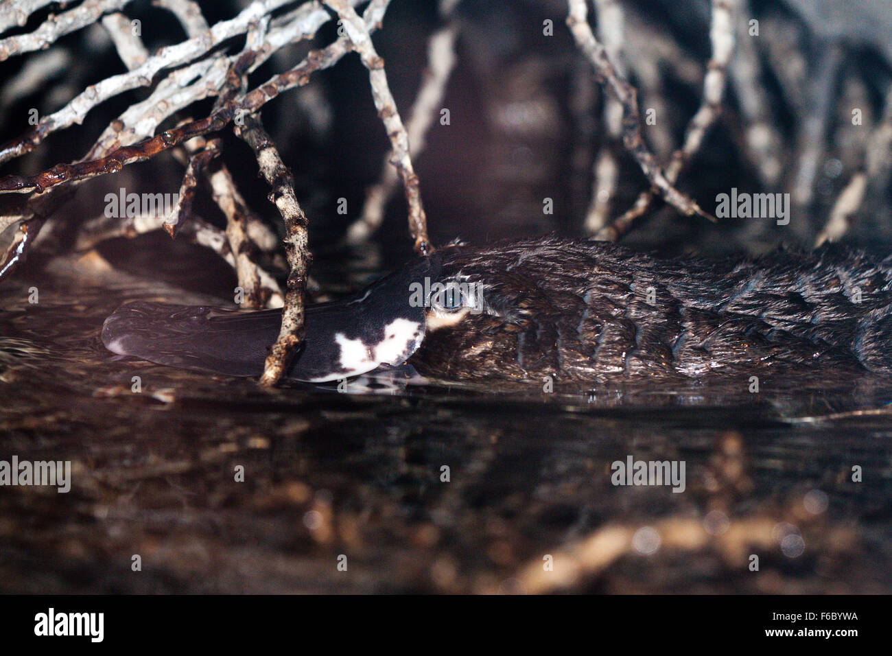 Ente – abgerechnet Platypus, Omithorhynchus Anatinus, Queensland, Australien Stockfoto