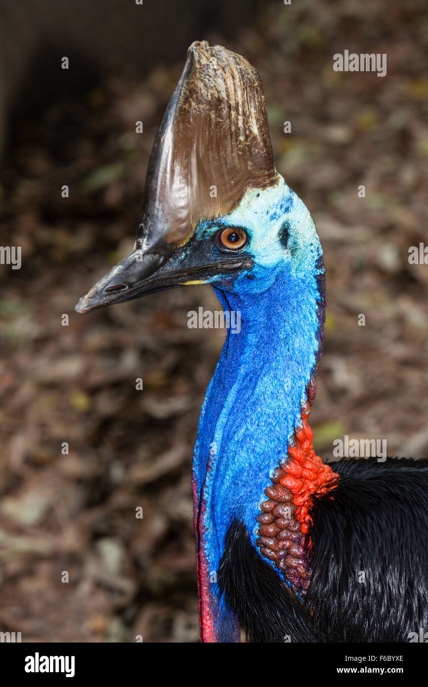 Südlichen Kasuar, Casuarius Casuarius, Queensland, Australien Stockfoto